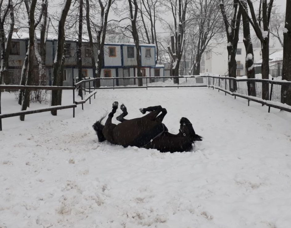 Когда выплатил ипотеку... - Валяется, Лошади, Снег