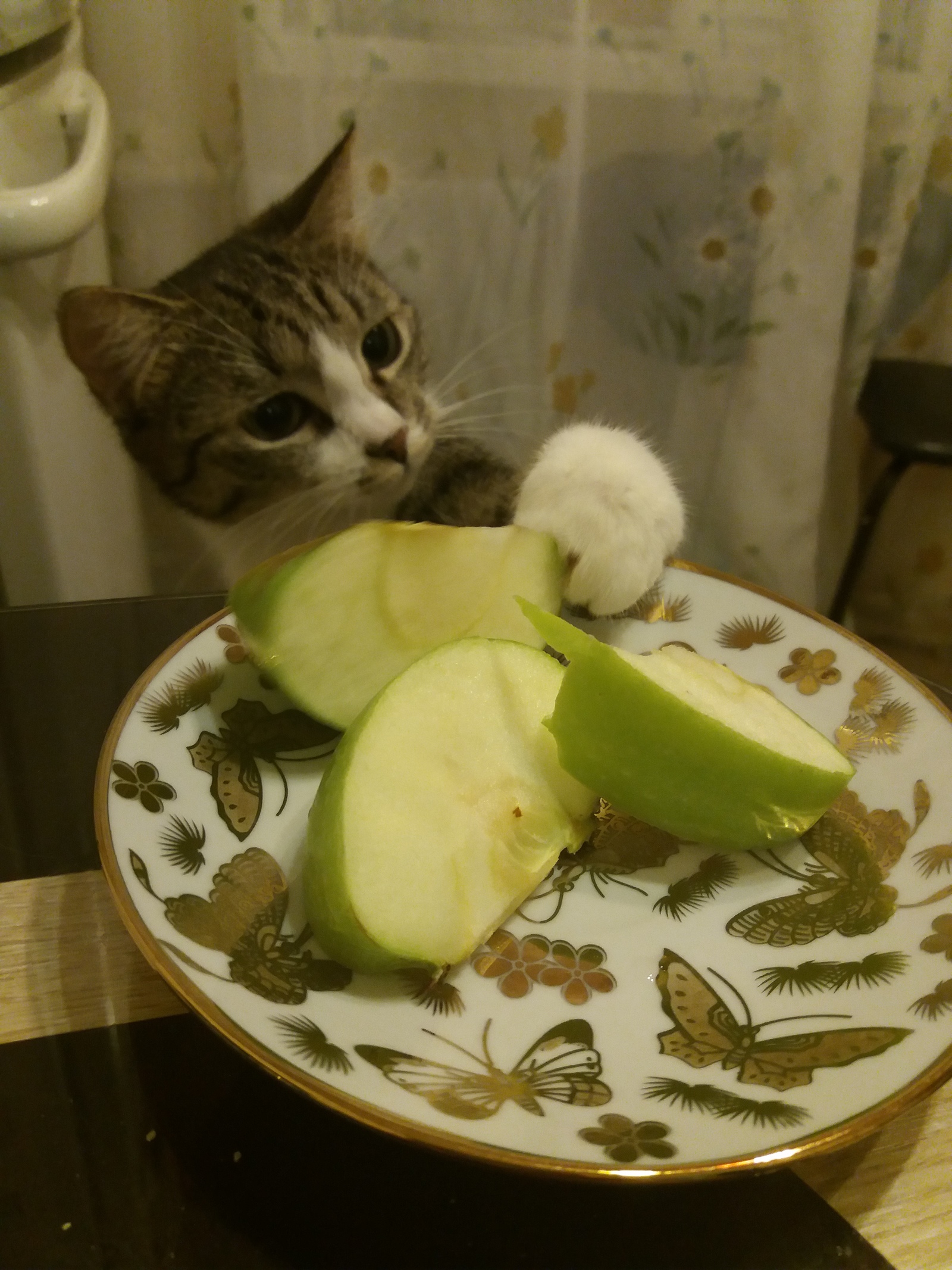 А вдруг я такое тоже люблю?! - Моё, Кот, Кошка Тося, Еда, Яблоки, Лапки, Длиннопост