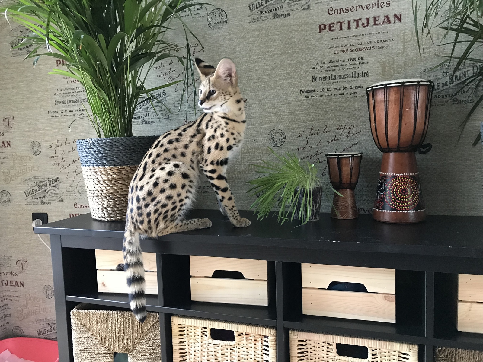 Servals, part 5 - My, cat, Serval, , Longpost, Video