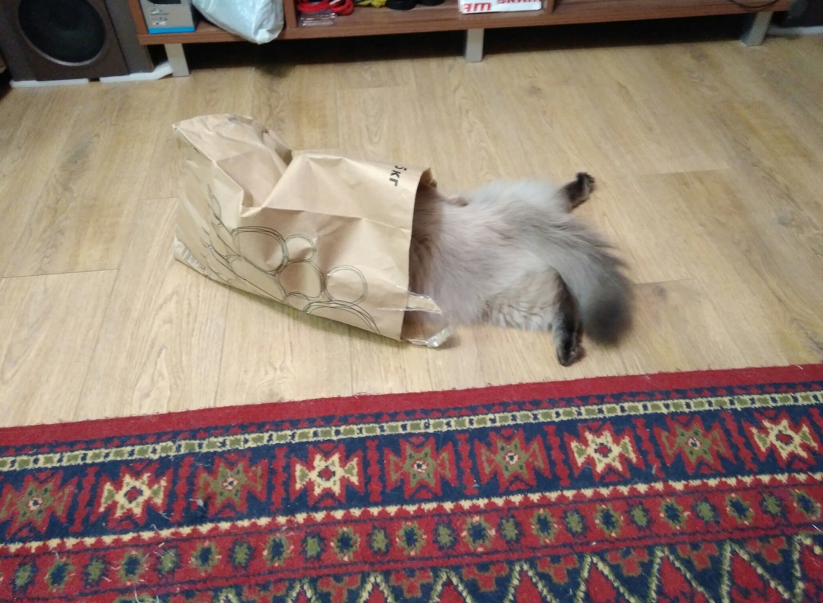 When they brought a wonderful bag - My, cat, Package, Satisfaction