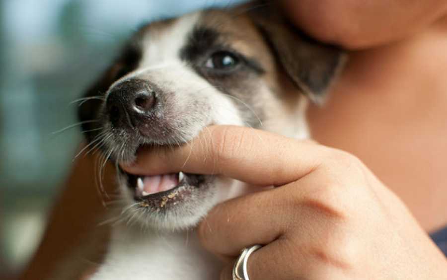 Scientists have found out who is more likely to become a victim of dog bites. - Dog, Injury, Bite, Pets