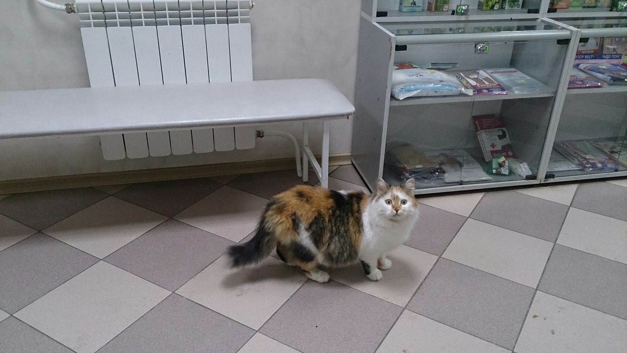 The cat is looking for a human. - My, cat, Catomafia, Help, Helping animals, Volgodonsk