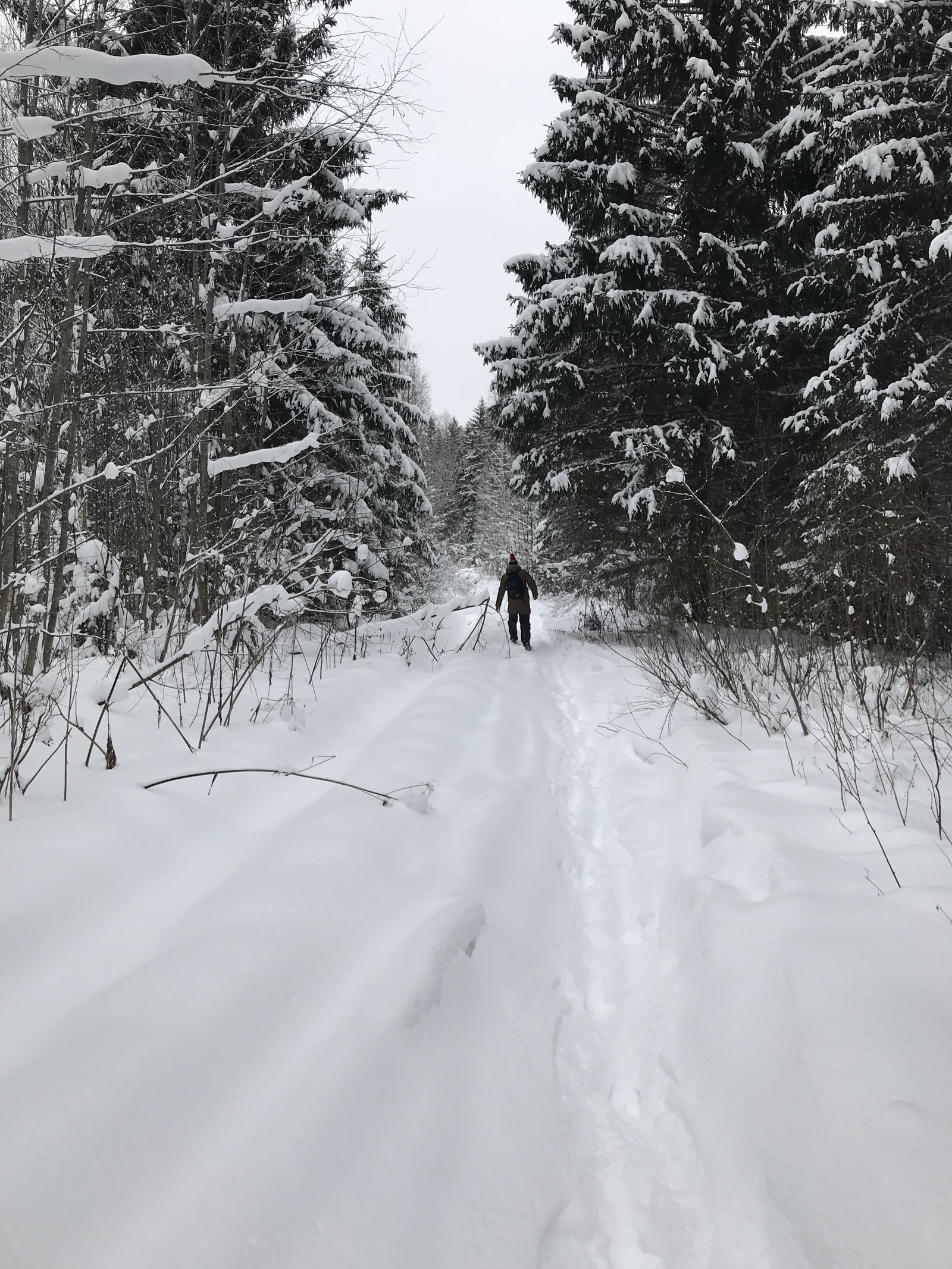 Wanted to surprise - My, Forest, Enthusiasm, Longpost, Snow