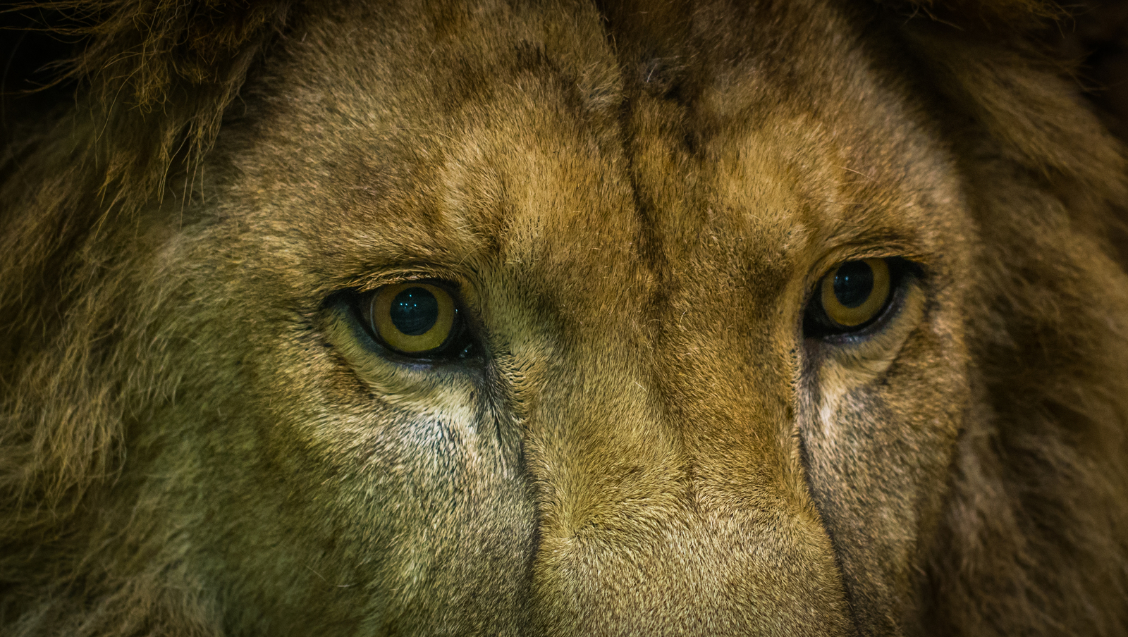 A look from captivity - My, a lion, Leningrad Zoo, Eyes, Canon 100mm macro