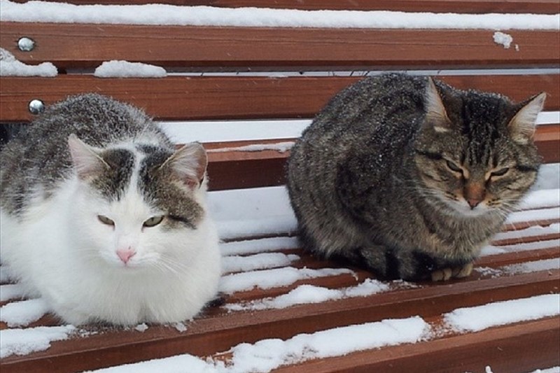 Каждый вечер встречают после работы. И не только меня   :) - Кот, Котомафия