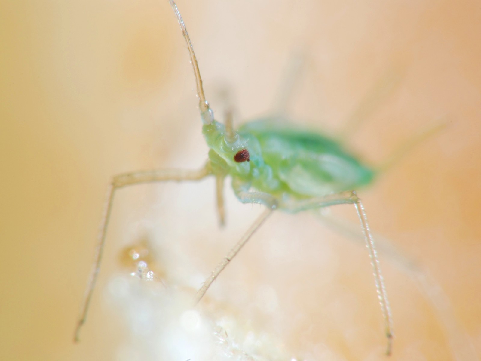 guess who - My, The photo, Macro photography, Macro, Insects