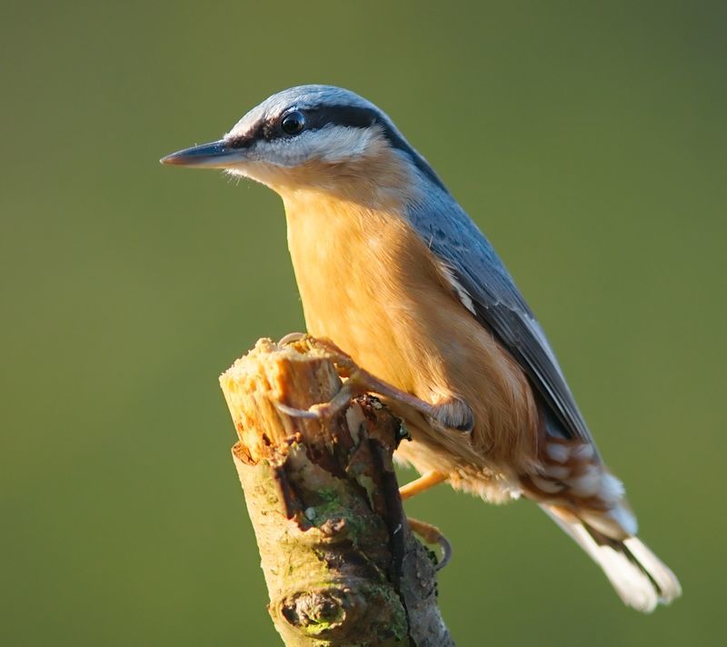 Nuthatch. What are they? - Birds, Biology, Ornithology, Nuthatch, , Video, Longpost