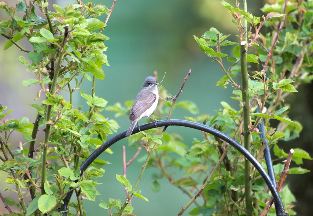 Nuthatch. What are they? - Birds, Biology, Ornithology, Nuthatch, , Video, Longpost