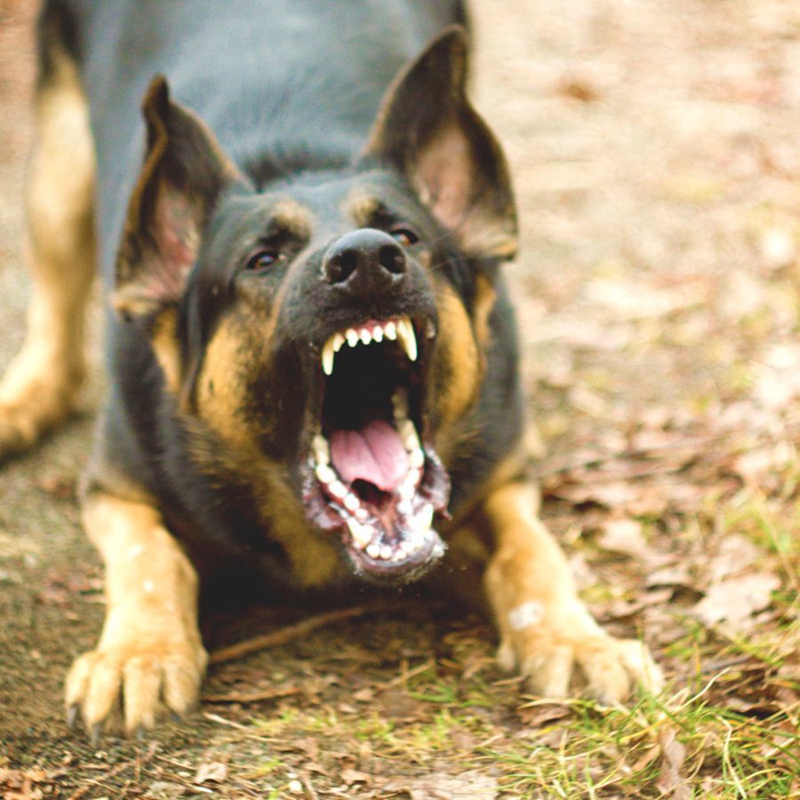 This is not my first meeting with the onzhenebites. - My, Story, Dog, Shocker, , Tags are clearly not mine, Longpost, Stun gun