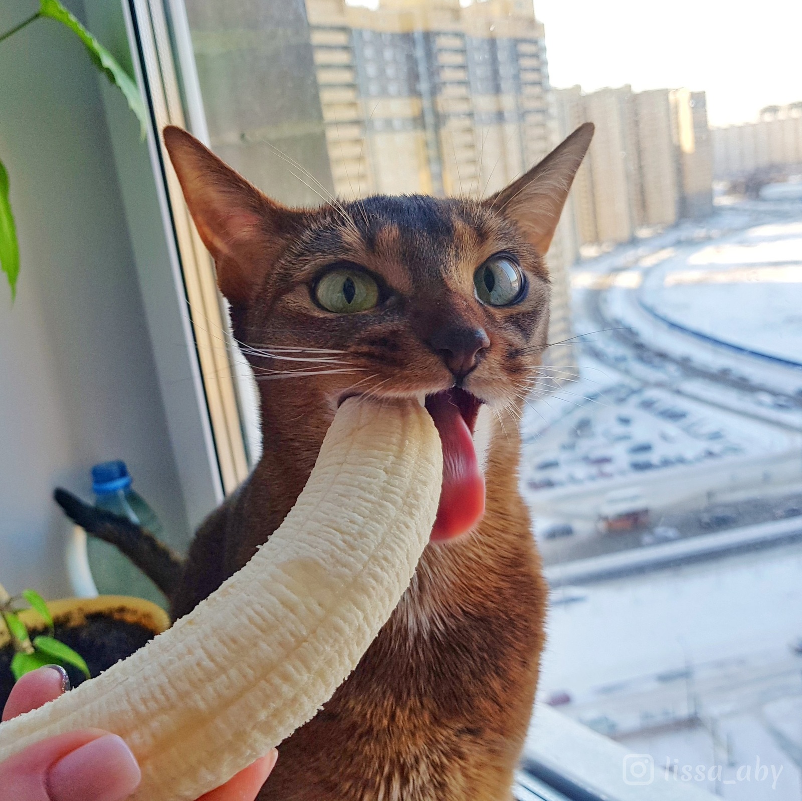 My cat loves bananas - My, Abyssinian cat, , Animals, Longpost, cat