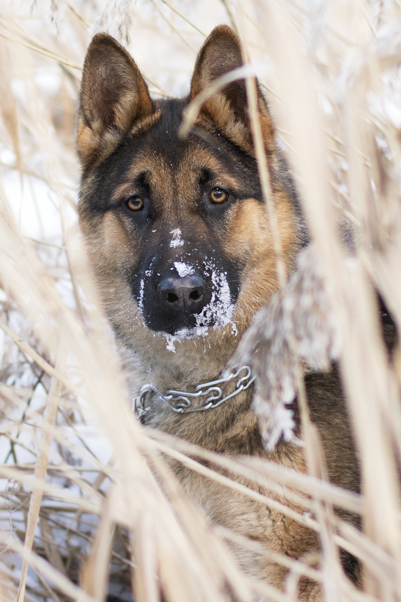 Gray. - My, German Shepherd, The photo, Dog, Longpost