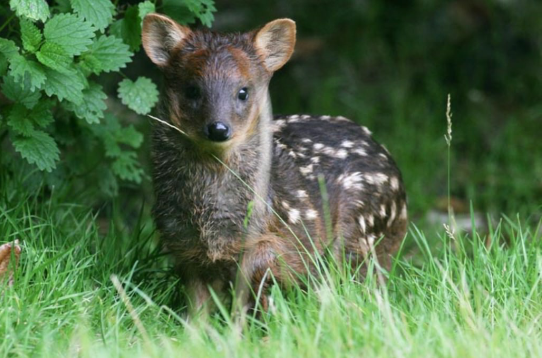 Pudu - the smallest deer - The photo, Longpost, Pudu, Milota