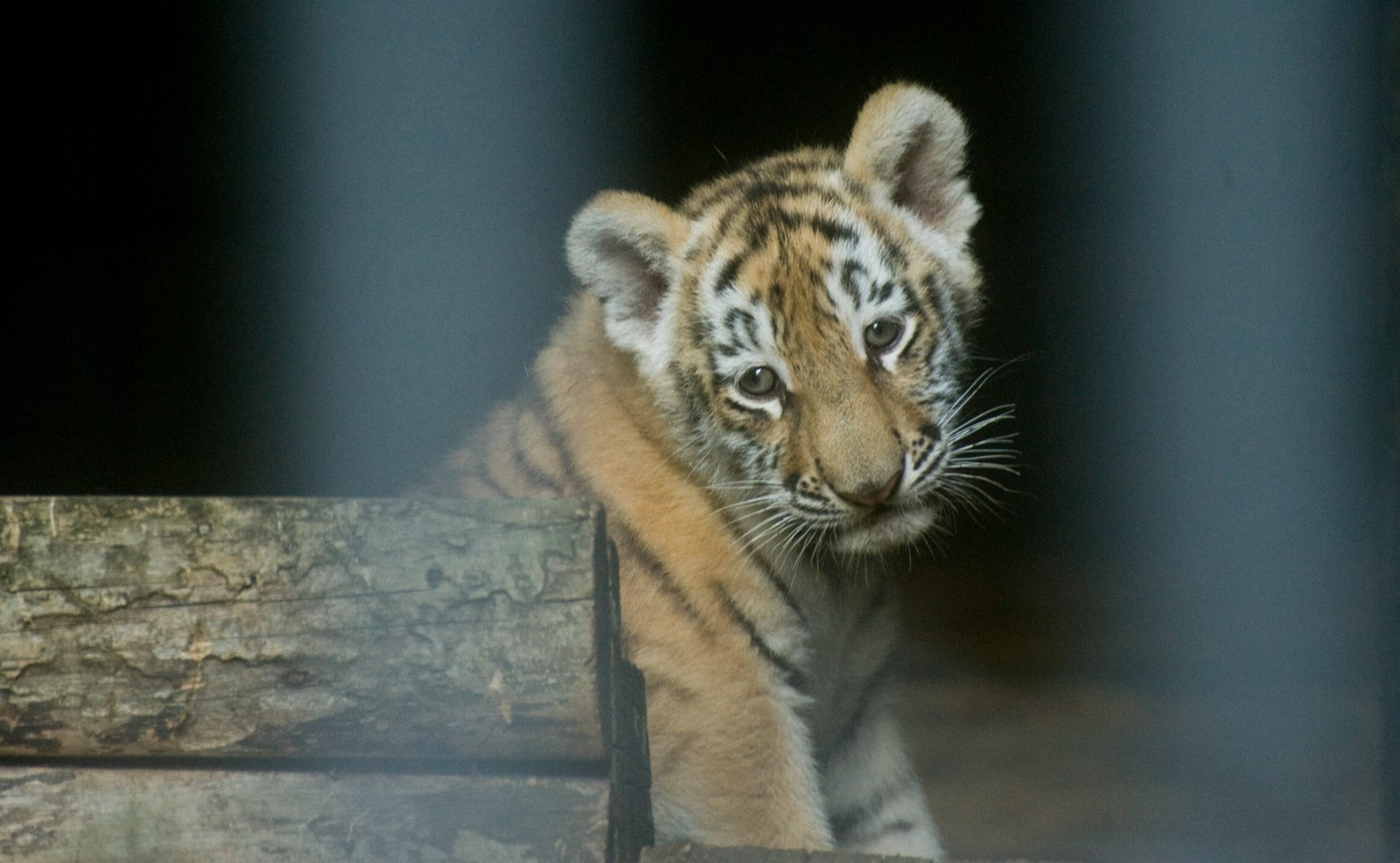 Funny tiger cubs from the Penza Zoo - My, My, Tiger, Animals, Milota, The photo