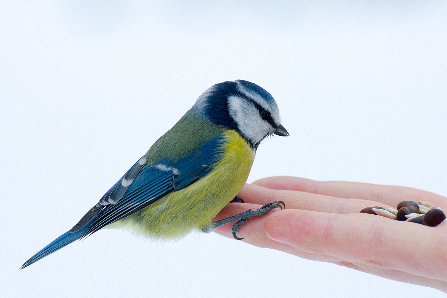 In the parks of St. Petersburg - My, Birds, Animals, Squirrel, Saint Petersburg, The photo, Longpost