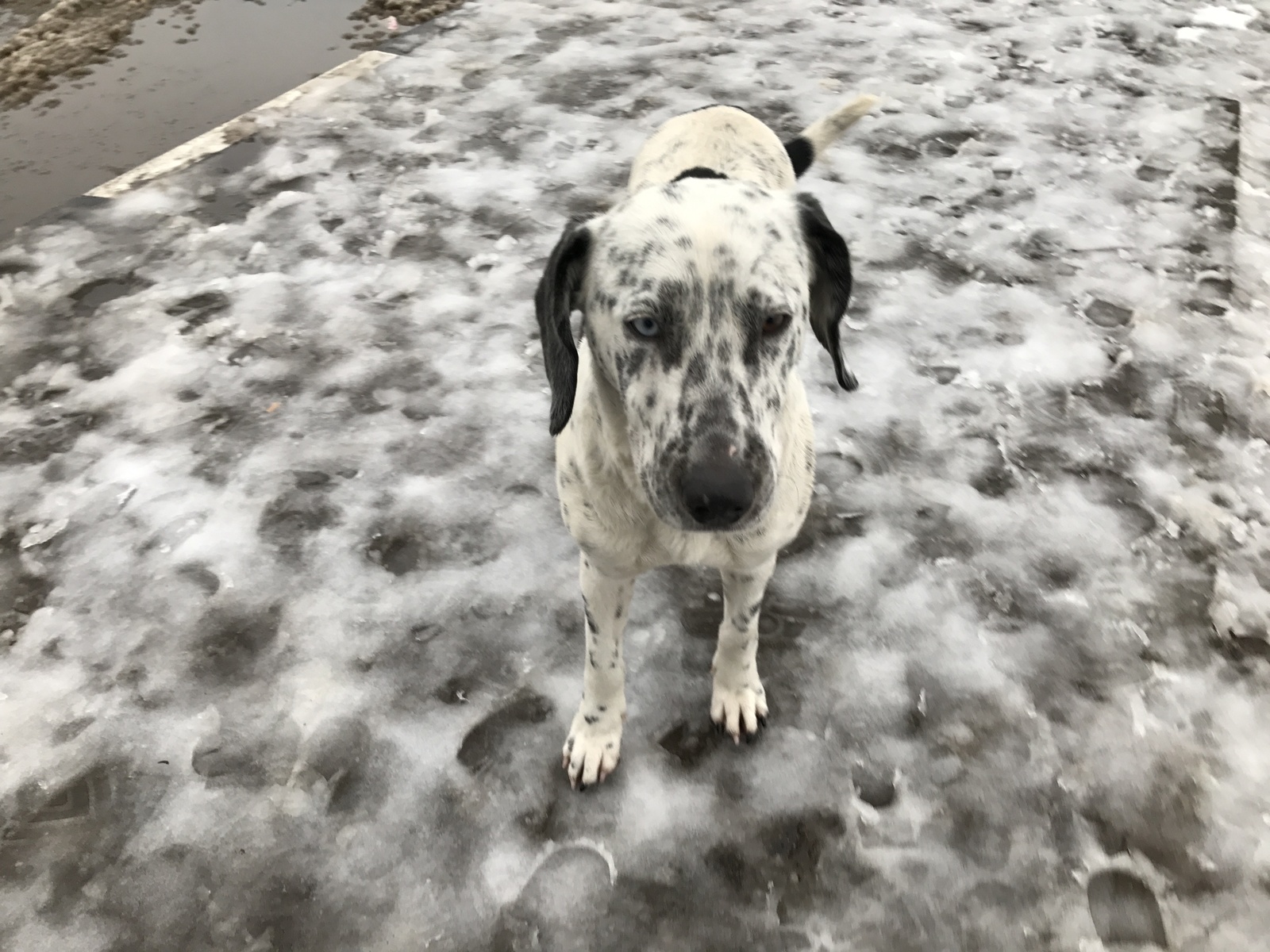 In one eye - the ocean, in the other - mother earth - My, Dog, Heterochromia