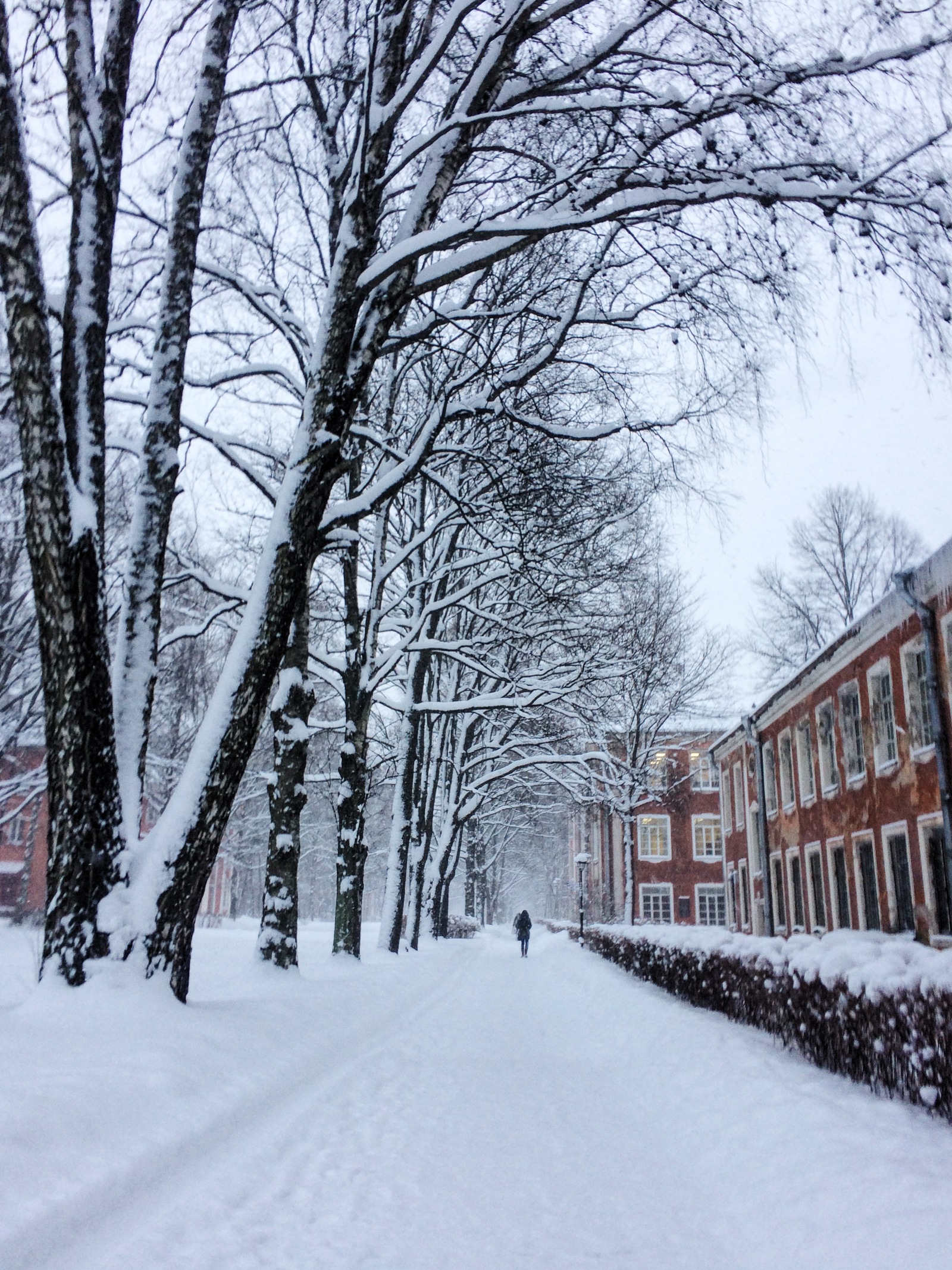 Winter - My, Beginning photographer, Winter, The park, Medical University, Saint Petersburg, Snow, Snowfall, Longpost