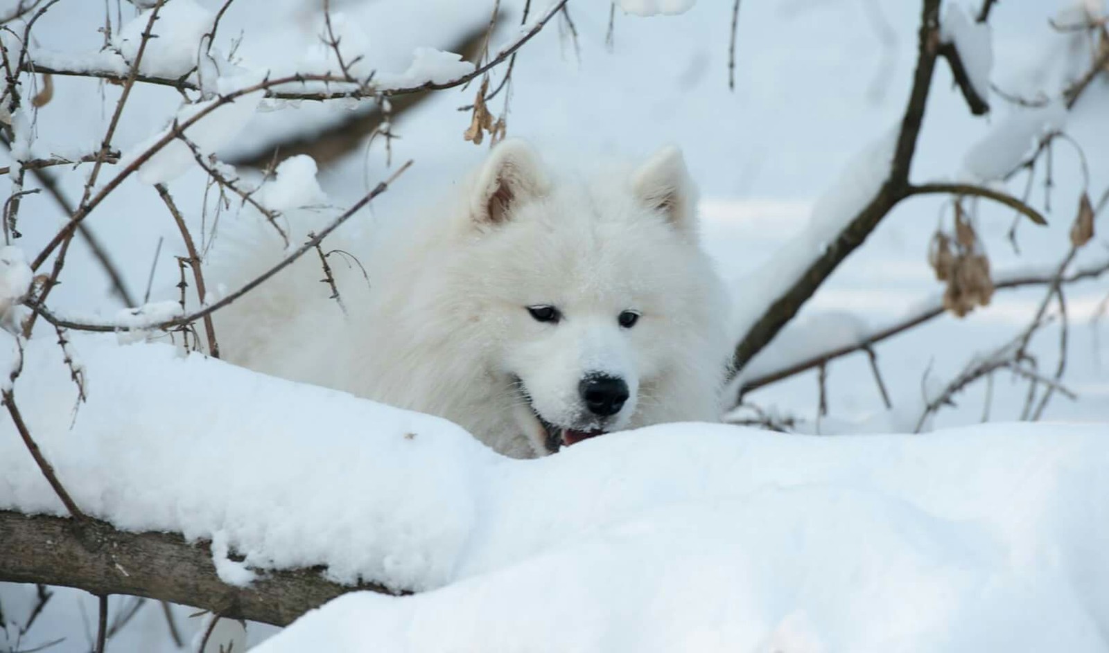 Mimicry once a year - My, Dog, Samoyed, Longpost, Winter