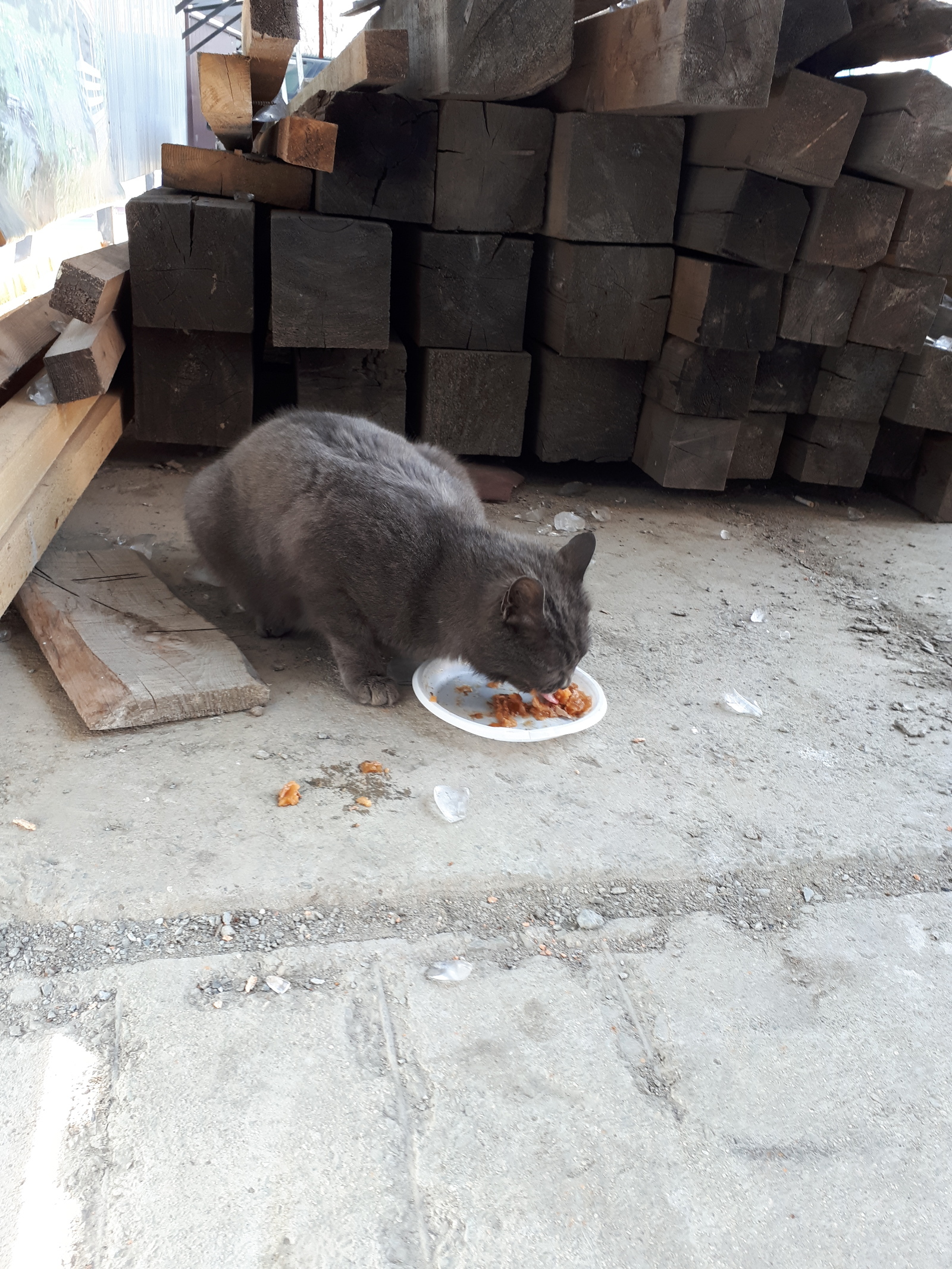 A young gray cat is looking for a good owner (Vladivostok) - My, Found a cat, , cat, , Longpost, In good hands