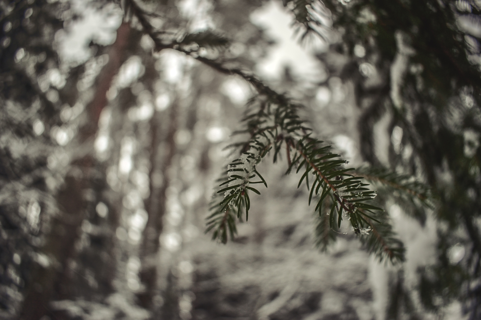 Spruce branches... - My, The photo, Winter, Forest, Snow, Nature, Tinting