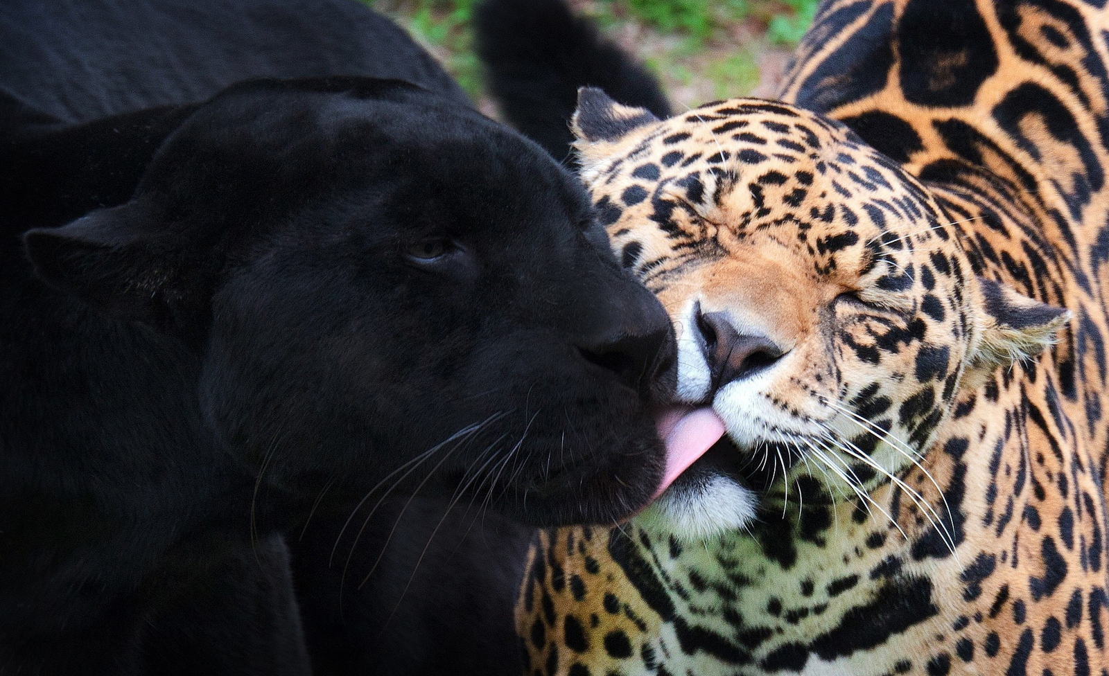 Jaguars - Jaguar, The photo, Longpost