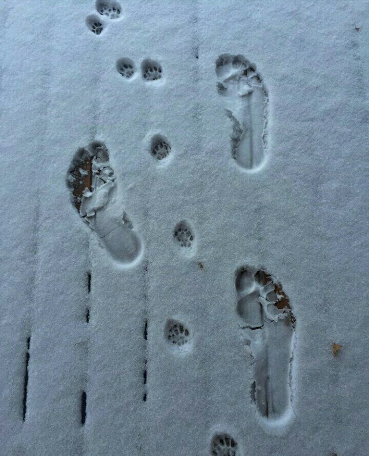 Man and cat... - Footprints, Snow, Walk