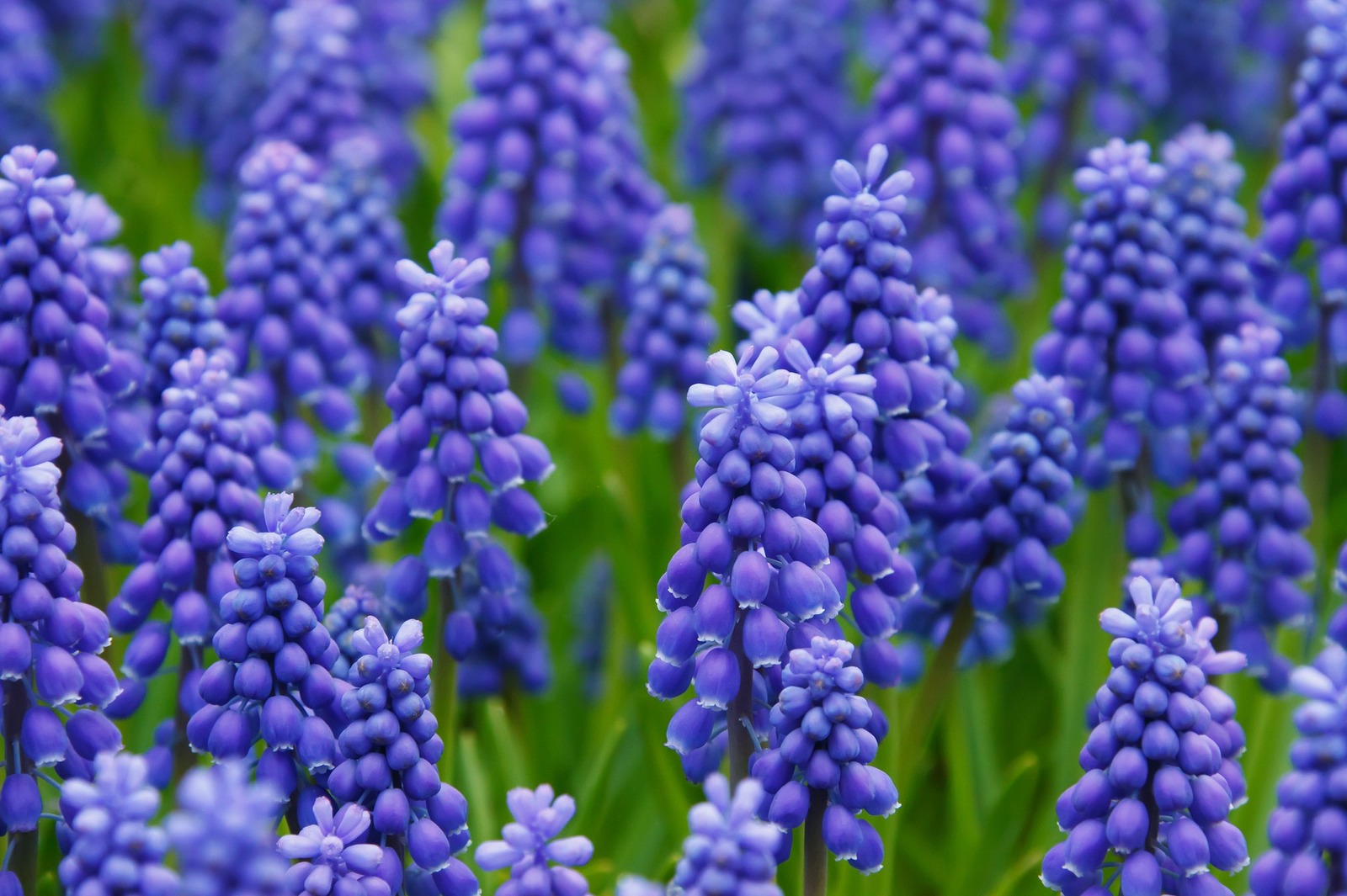 Muscari - The photo, Hyacinths, Flowers, beauty