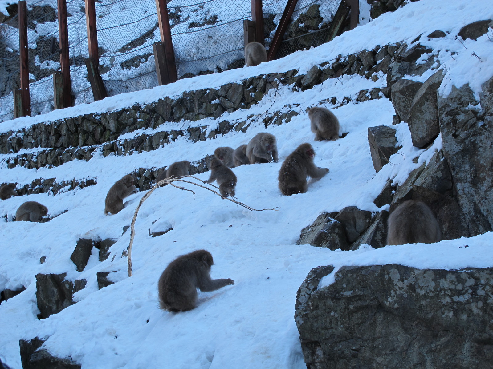 Matsumoto, Nagano, Jigokudani Snow Monkey Park - My, Japan, Travels, Longpost