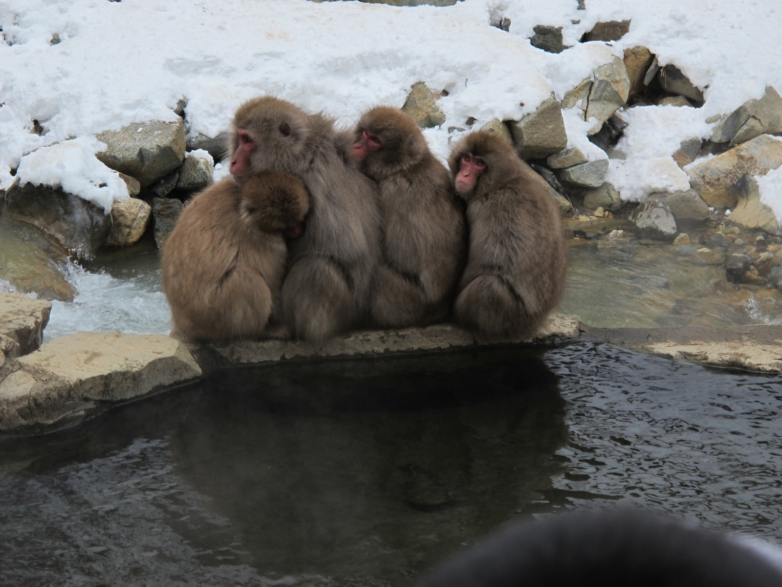 Matsumoto, Nagano, Jigokudani Snow Monkey Park - My, Japan, Travels, Longpost