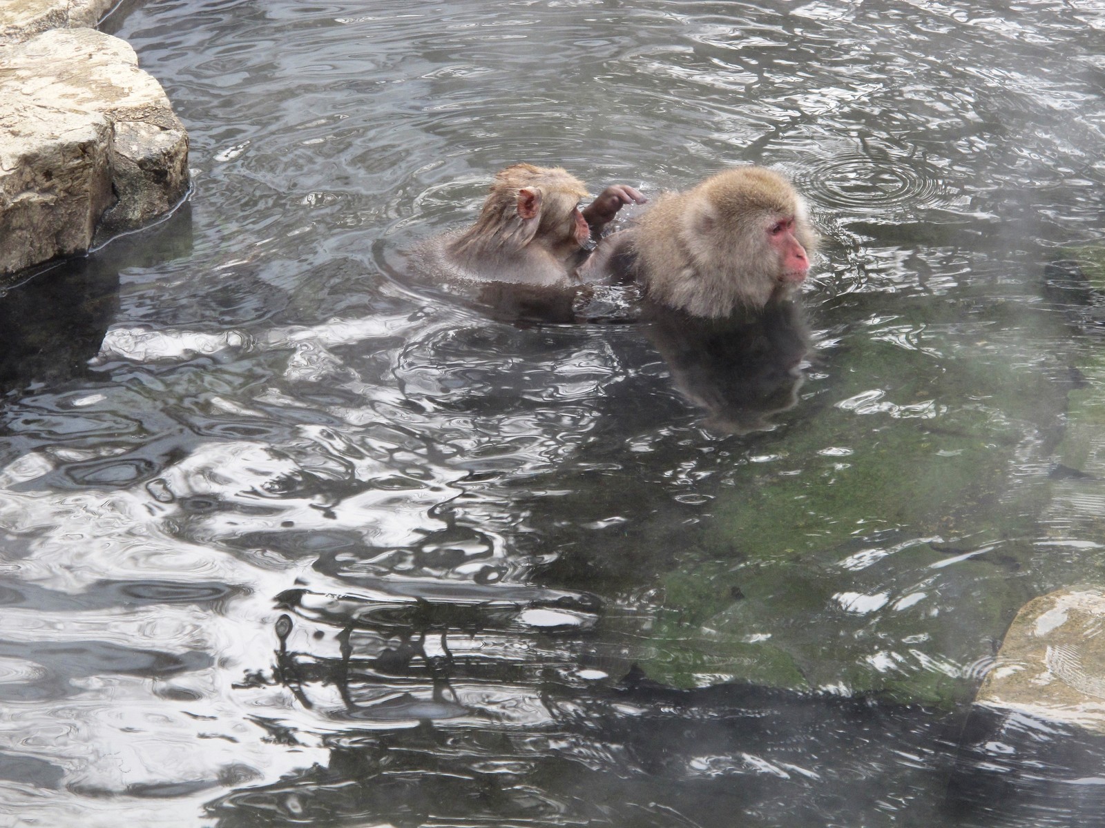 Matsumoto, Nagano, Jigokudani Snow Monkey Park - My, Japan, Travels, Longpost