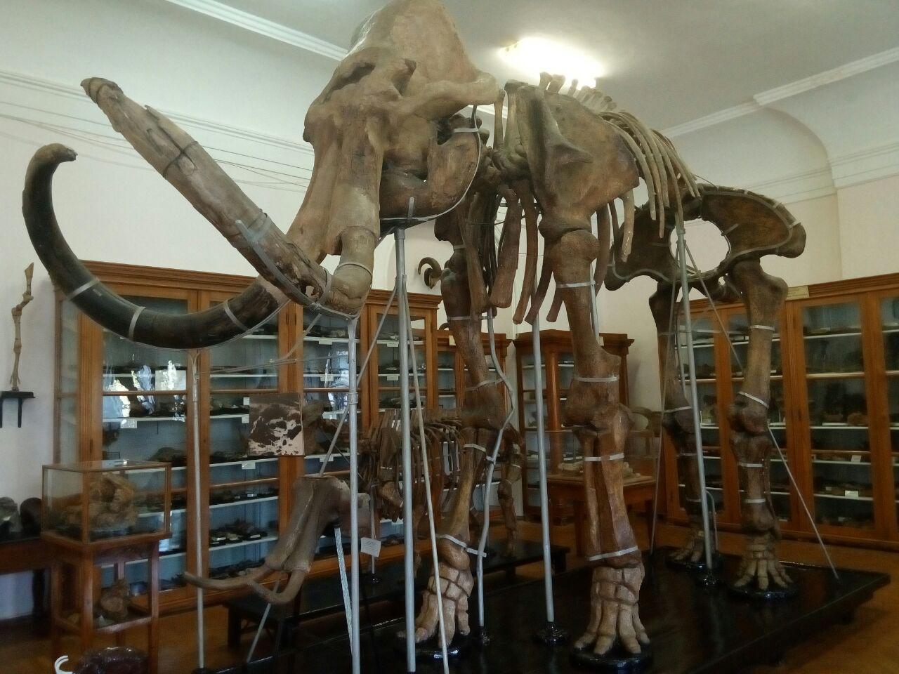 Paleontological Museum in Odessa. - My, Paleontology, Museum, Odessa, Longpost