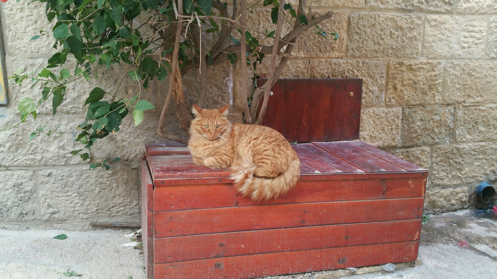 cat from the old town - My, cat, Impudent muzzle, Redheads, , Fluffy, Longpost, Impudence