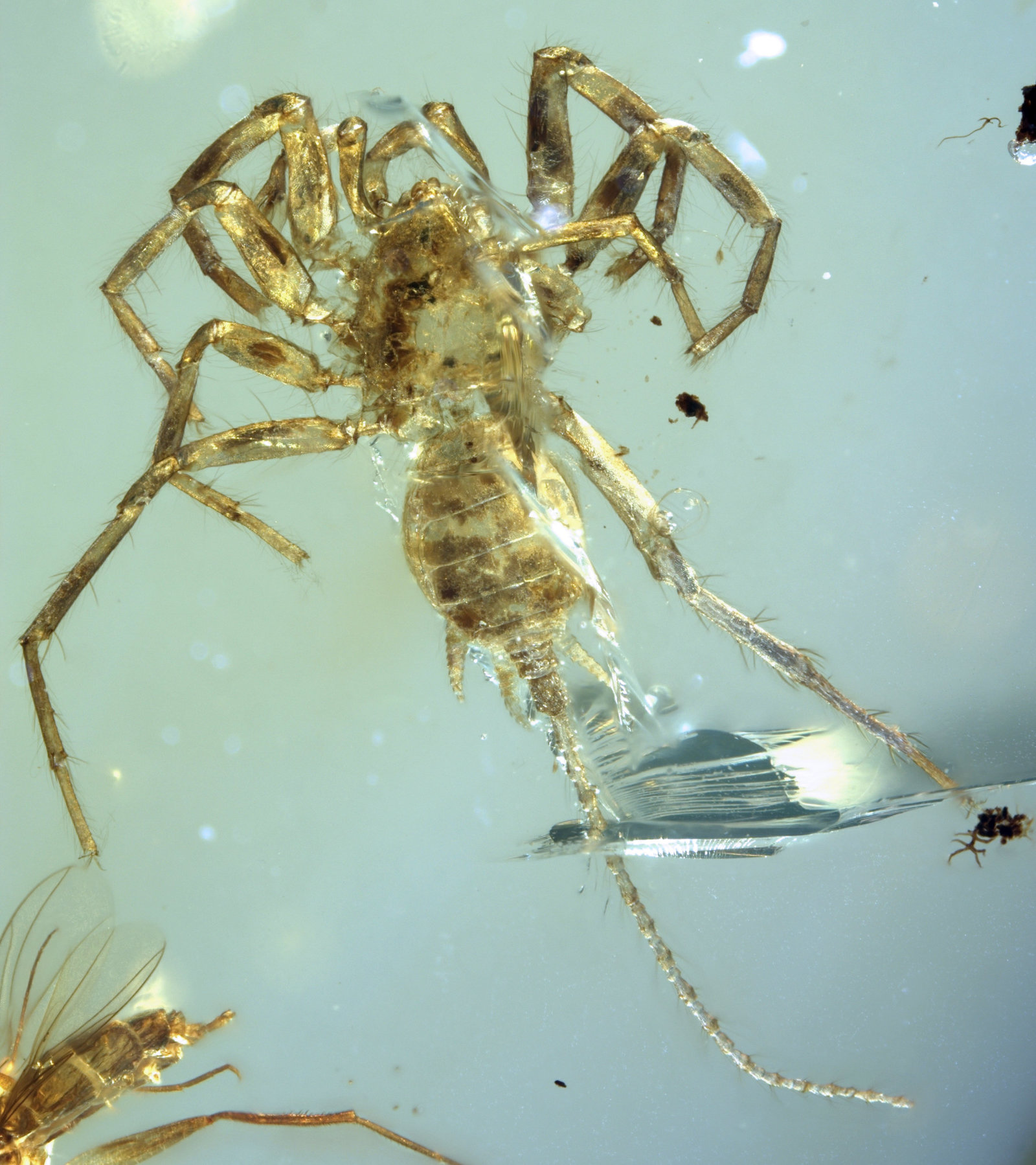 In Myanmar, a strange tailed spider from the Cretaceous period was found in amber - My, Spider, Cretaceous, Paleontology, Longpost, Copy-paste