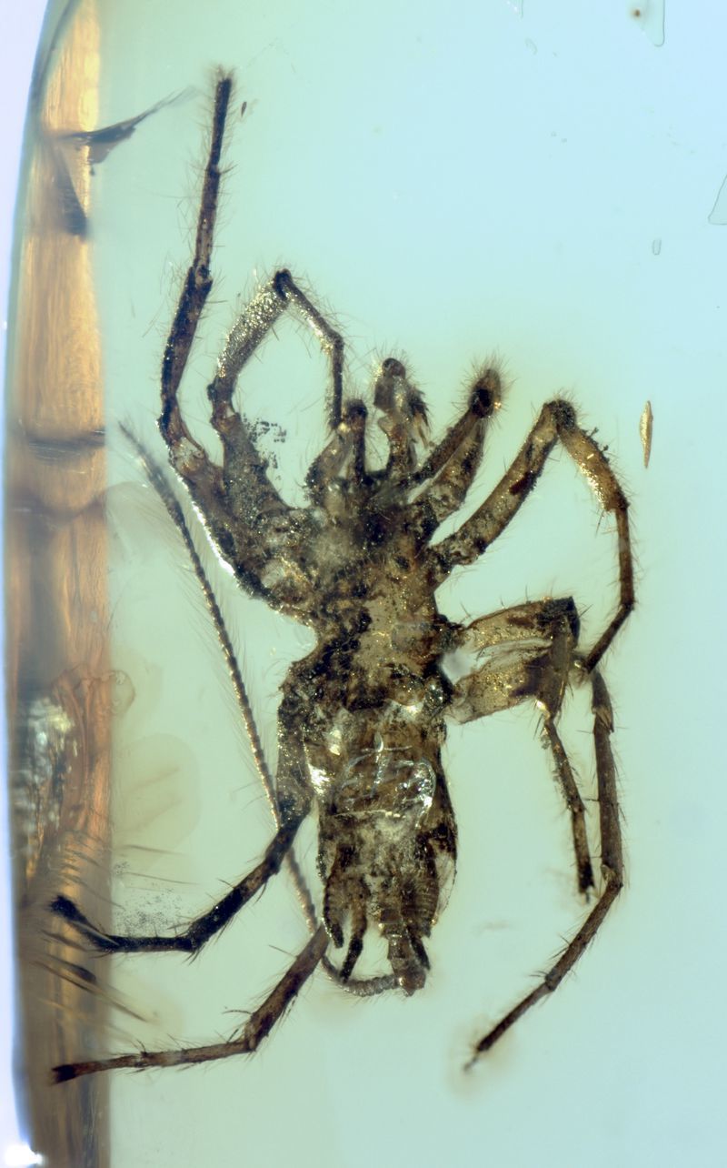 In Myanmar, a strange tailed spider from the Cretaceous period was found in amber - My, Spider, Cretaceous, Paleontology, Longpost, Copy-paste