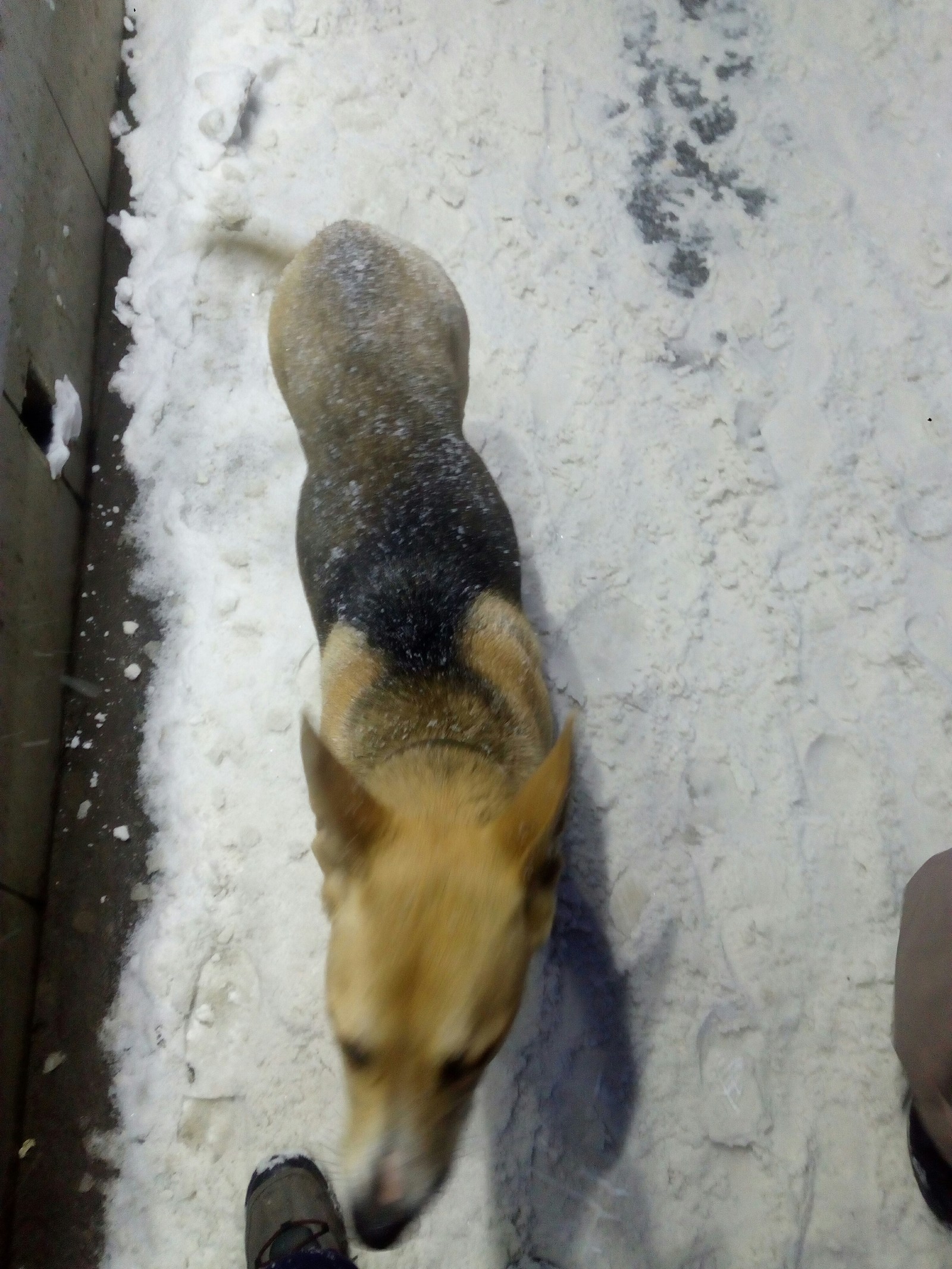 Found a dog. - My, Kazan, Dog, Lost, Longpost