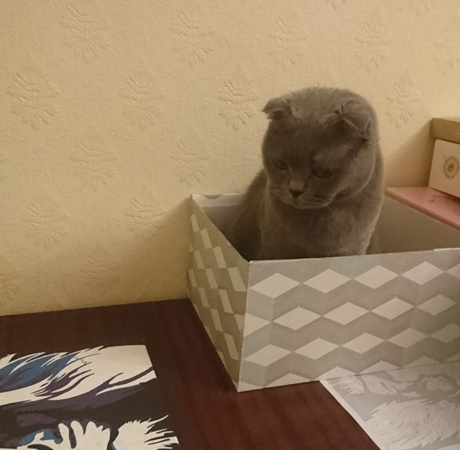 If the cat interferes with drawing - My, cat, Box and cat, Life hack, Longpost