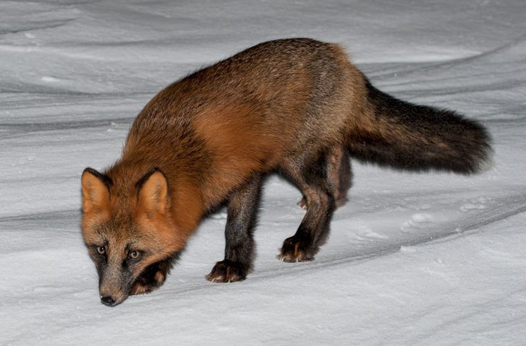 A fox of the rarest color was spotted in Kamchatka - Kamchatka, Fox, Animals, Longpost