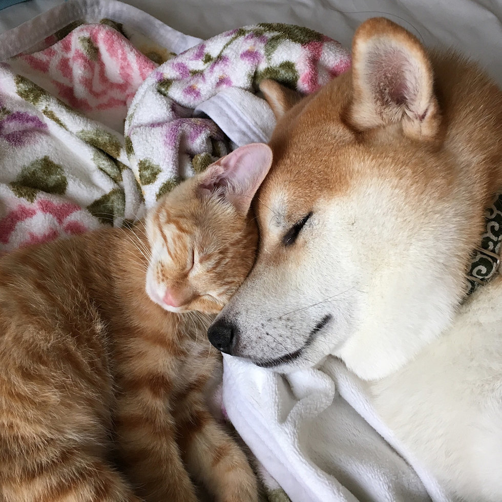 Котёнку нужен был дом, а собаке друг - конечно, они договорились =) | Пикабу