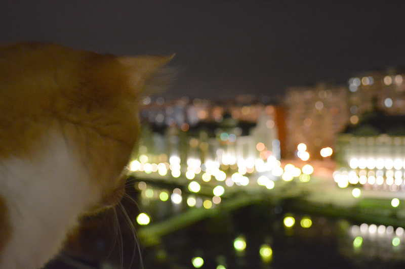 Football UFO in Kaliningrad - My, Soccer World Cup, Kaliningrad, Cat with lamp