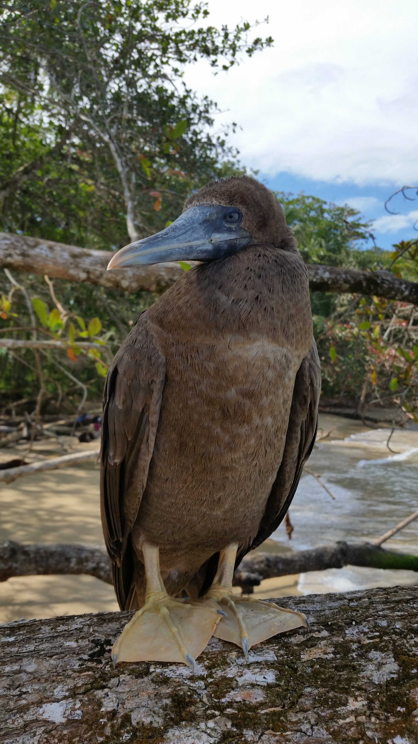 Olushenka - My, Everything is like animals, , Costa Rica, Booby, Cell, Bite, Birds, , Longpost, Evgeniya Timonova, Tag