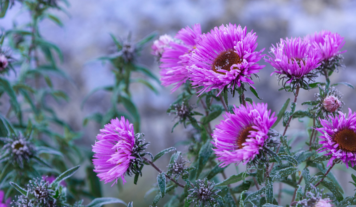 My selection #4 - My, The photo, Landscape, Macro, cat, Flowers, Nikon, , 18-55 kit, Longpost, Macro photography, Tag