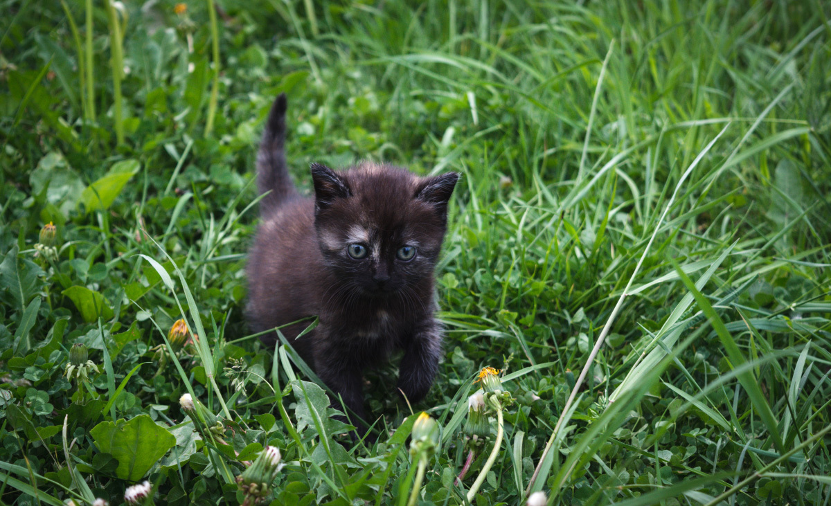 My selection #4 - My, The photo, Landscape, Macro, cat, Flowers, Nikon, , 18-55 kit, Longpost, Macro photography, Tag