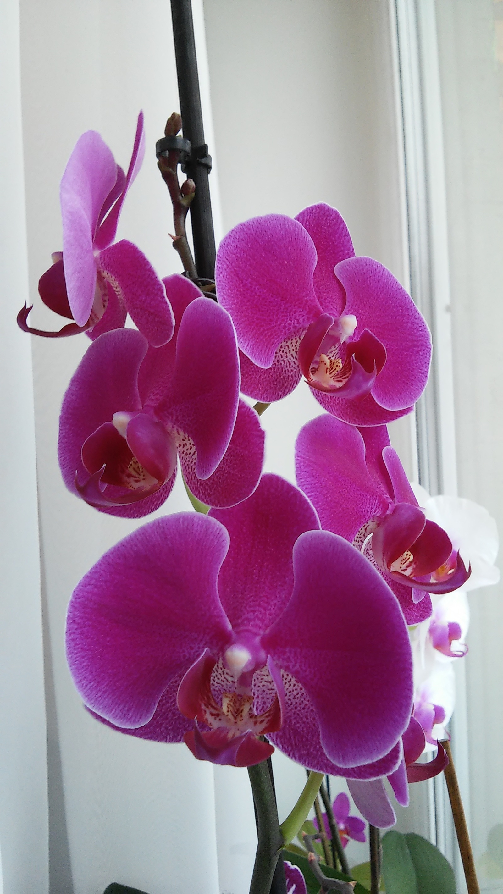 Spring in the middle of winter - My, Flowers, Orchids, Longpost