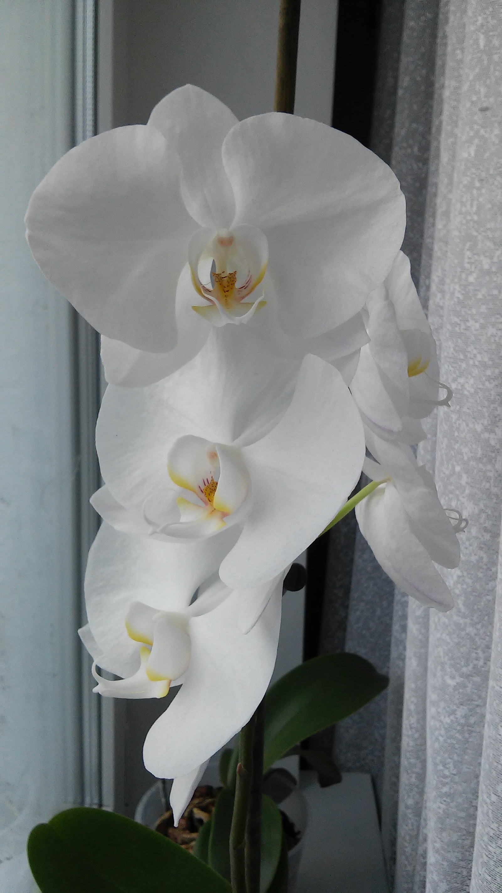 Spring in the middle of winter - My, Flowers, Orchids, Longpost