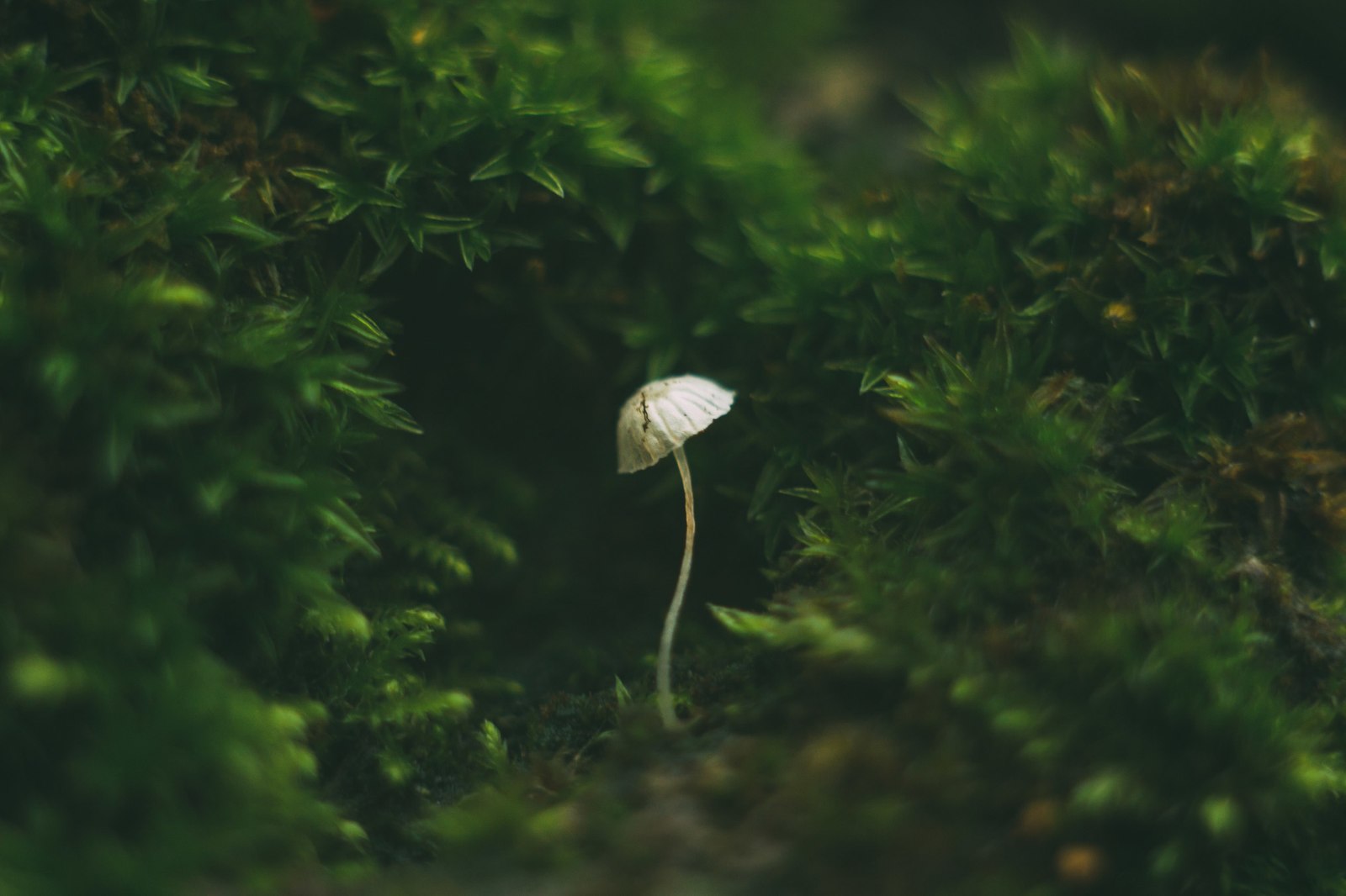 Frosty freshness - My, My, Macro, The photo, Mushrooms, Macro photography