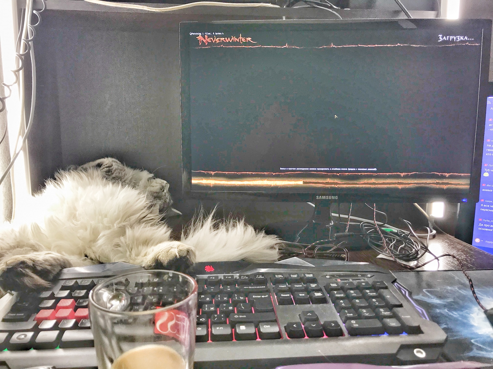 Streamer life. - My, Стрим, , , Catomafia, cat, Neverwinter, Coffee, 