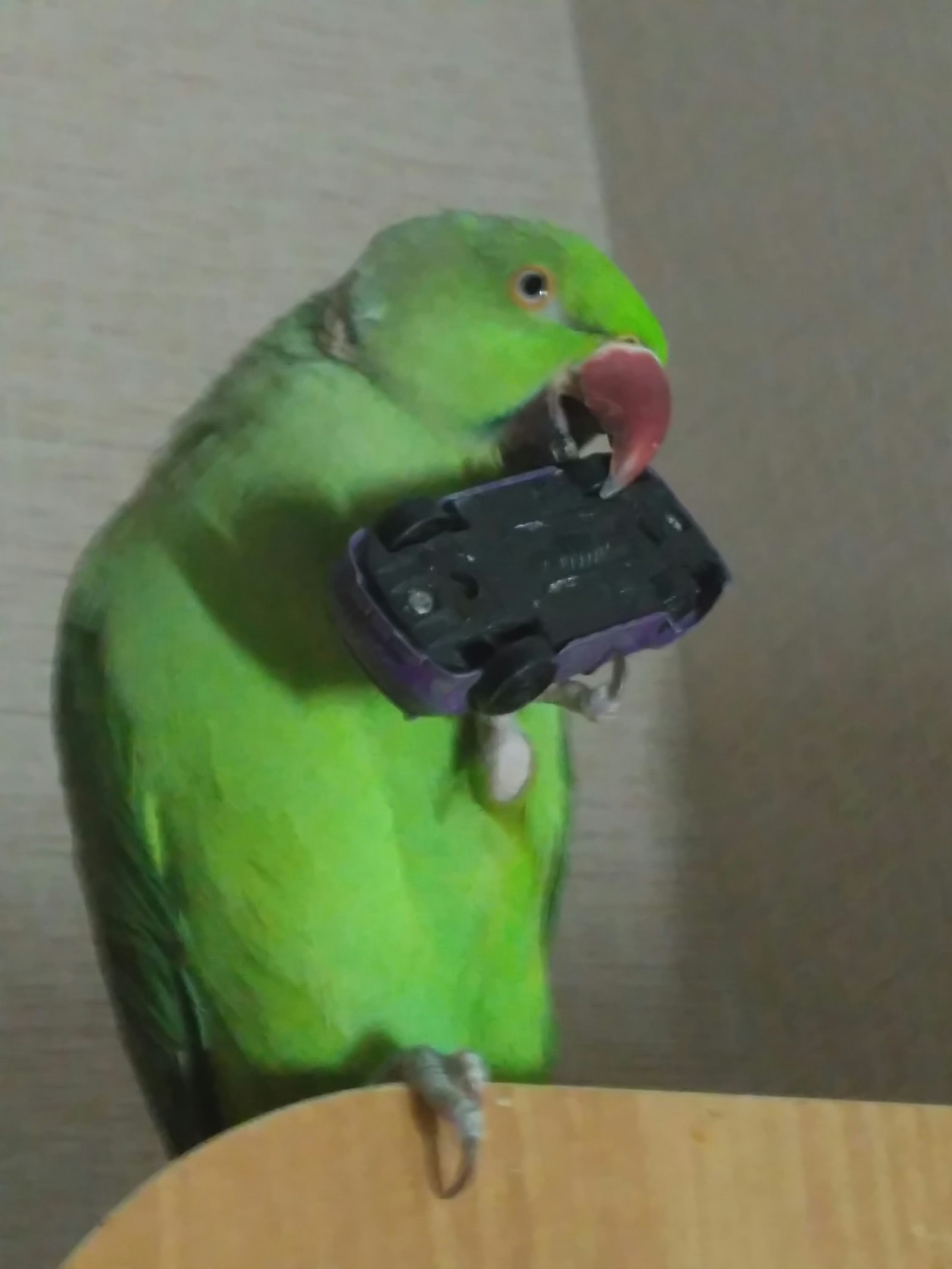 When even a parrot has its own car - My, Necklace parrot, Toy car, Longpost