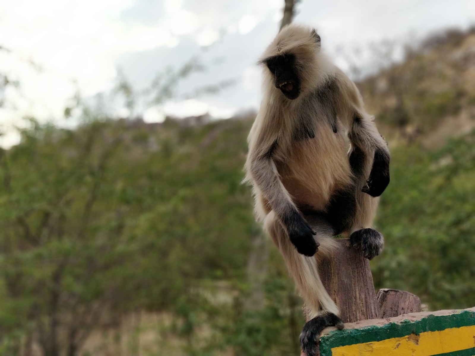 Little Journey to Big India 12 (Rajasthan) - My, India, Fort, The photo, Travels, Temple, Longpost