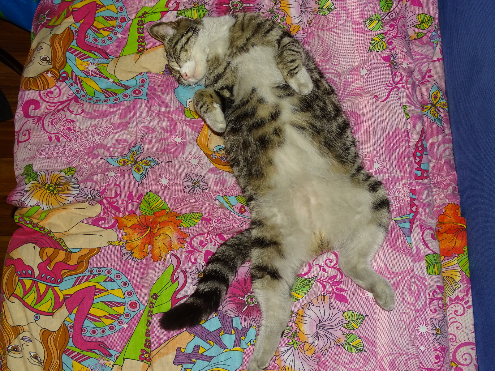 Timoshka, sleep and favorite position. - My, cat, , Bed, Dream, Funny, Longpost