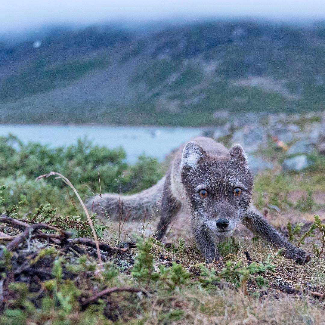 Wow! - Puppies, Fox, Photographer