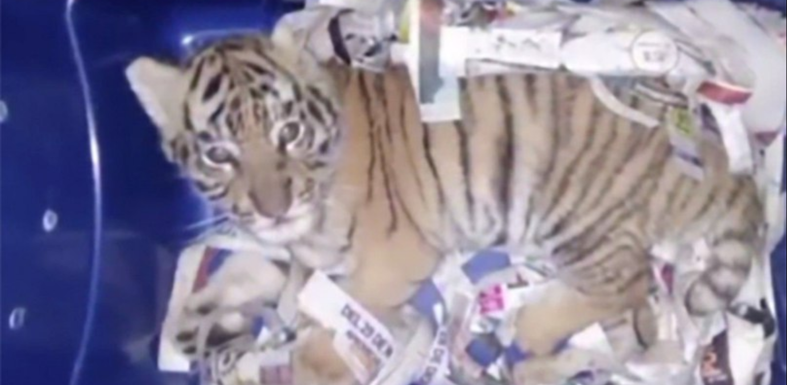 Police rescue mailed live tiger cub - Tiger, mail